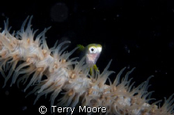 Small fish uses a whip coral to hide behind at Tufi Dive ... by Terry Moore 
